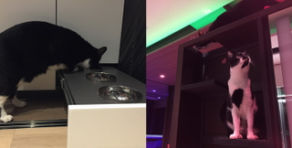 Cat amenities